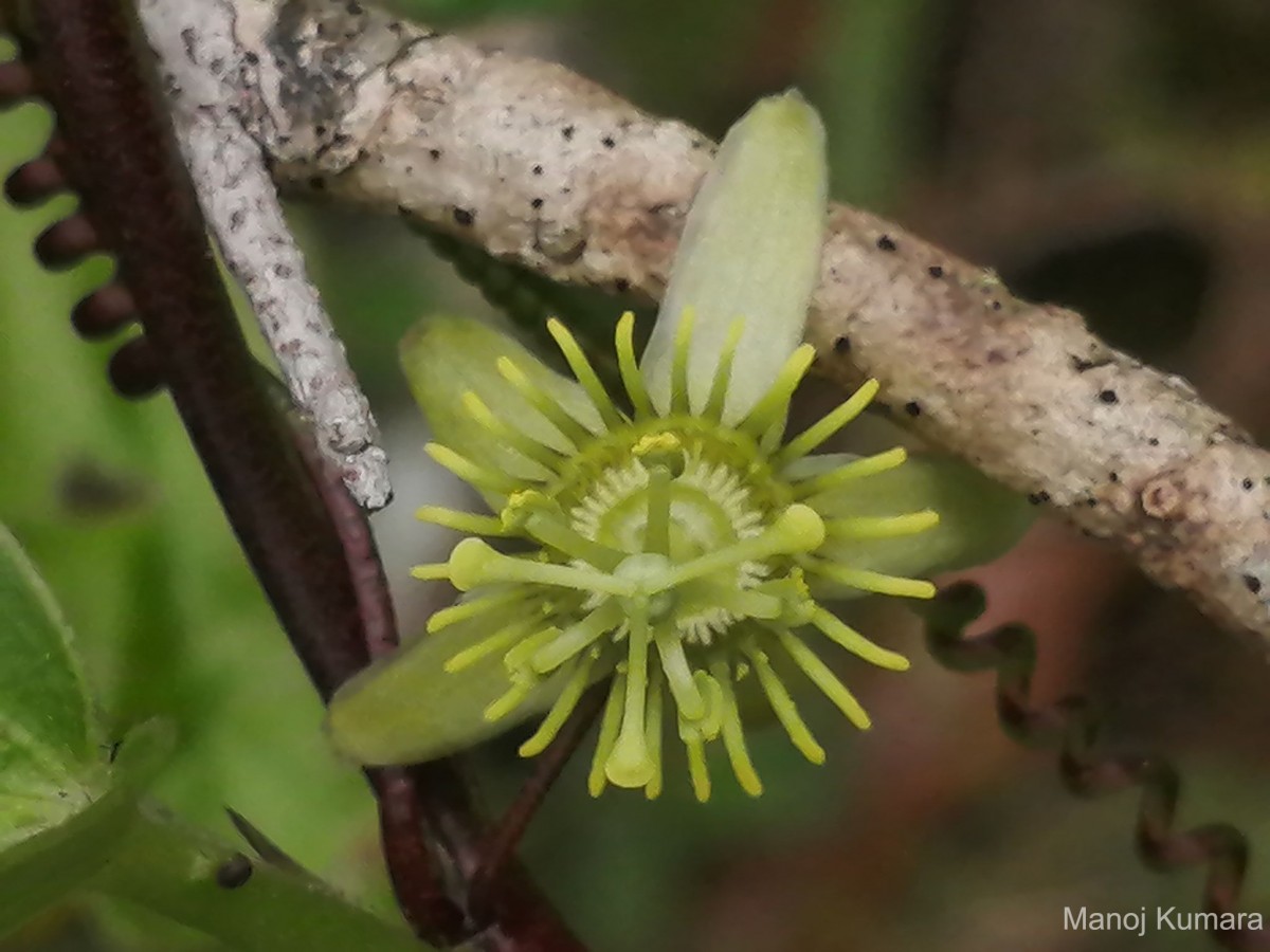 Passiflora suberosa L.