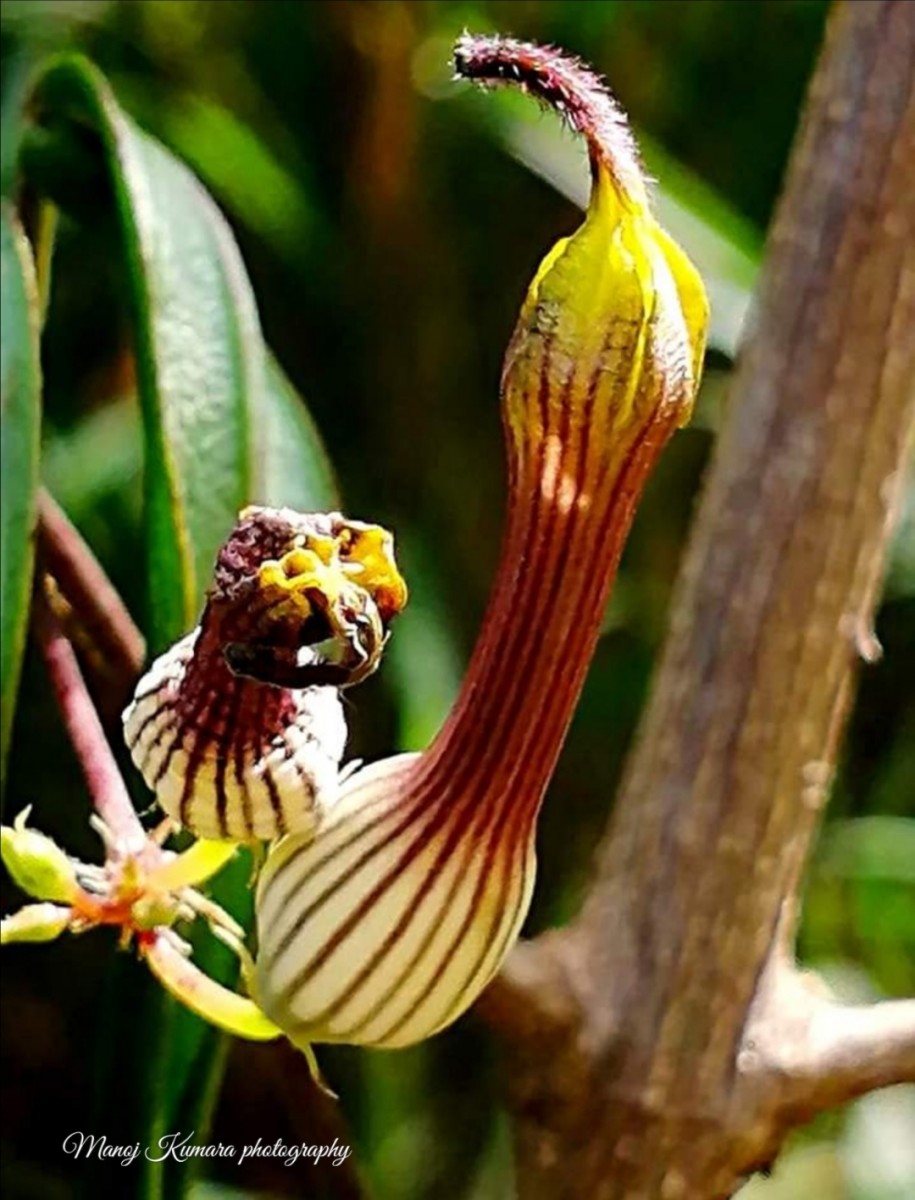 Ceropegia candelabrum var. biflora (L.) Ansari