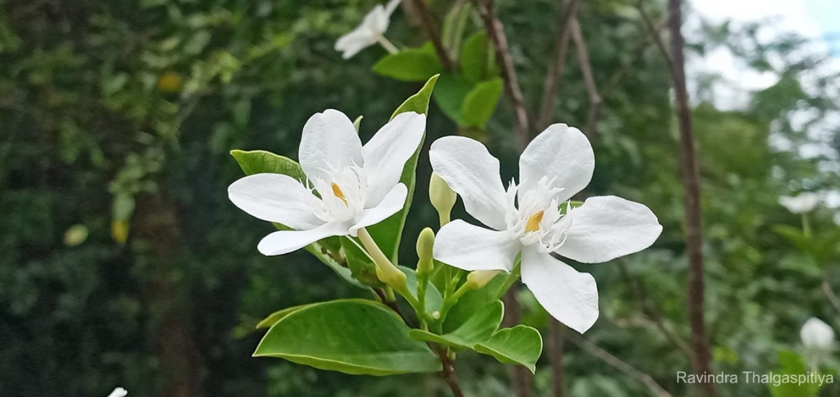 Wrightia antidysenterica (L.) R.Br.