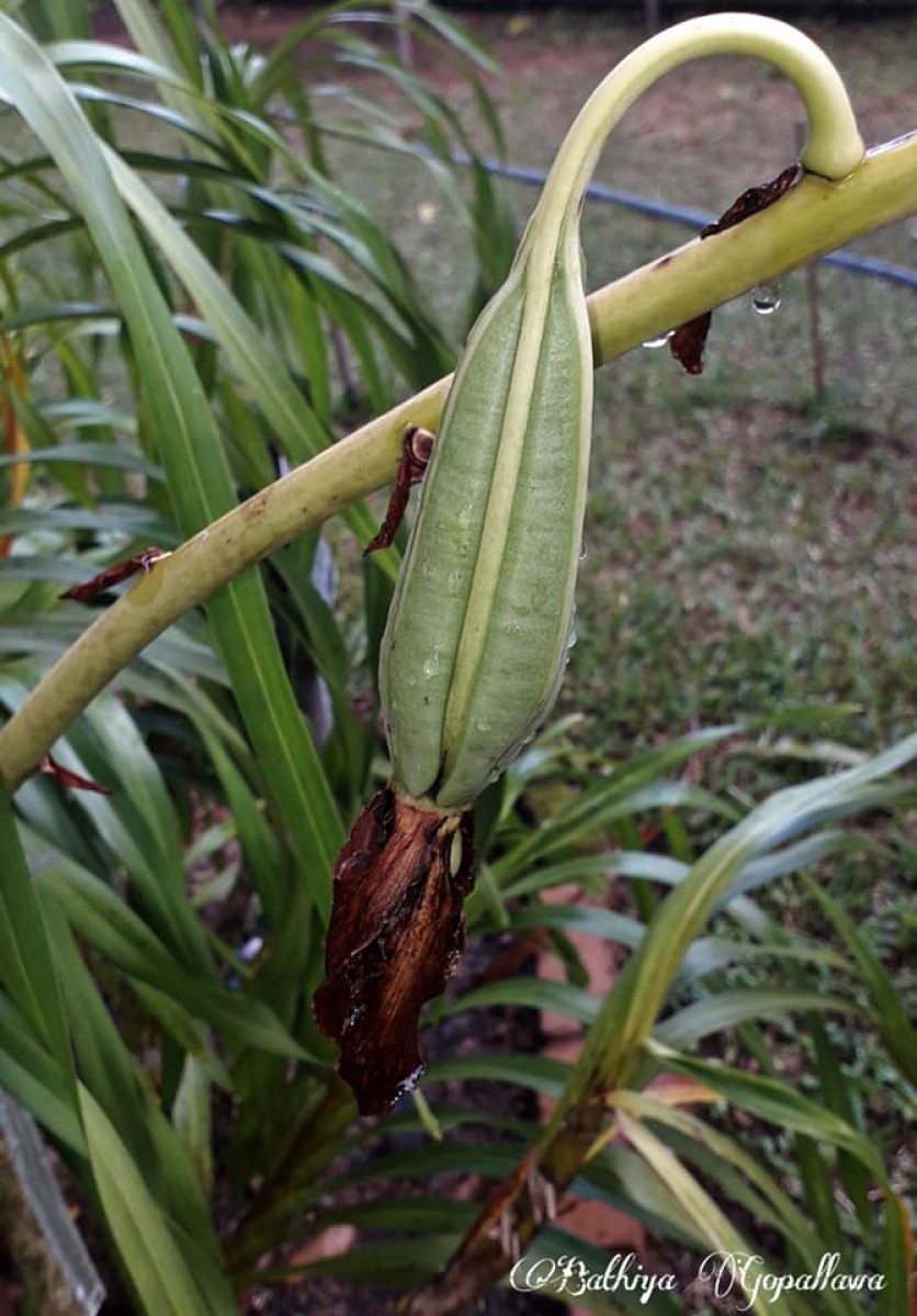 Grammatophyllum speciosum Blume