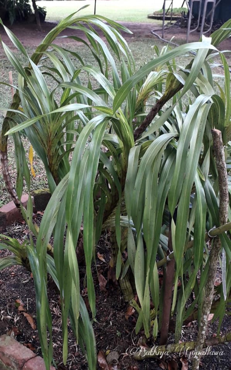 Grammatophyllum speciosum Blume