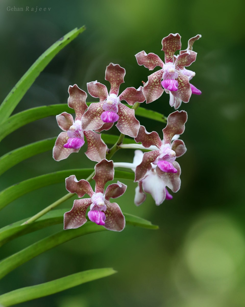 Vanda tessellata (Roxb.) Hook. ex G.Don