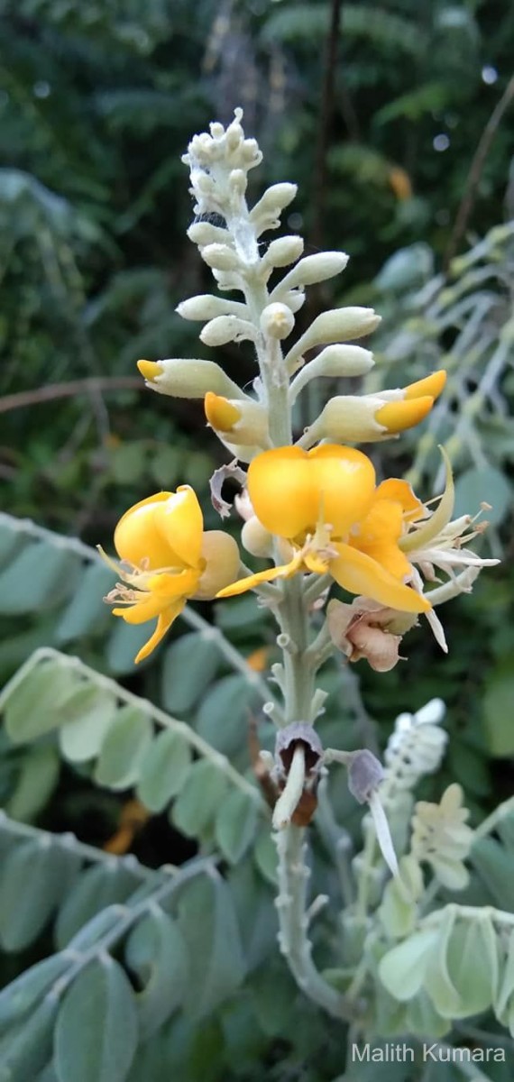 Sophora tomentosa L.