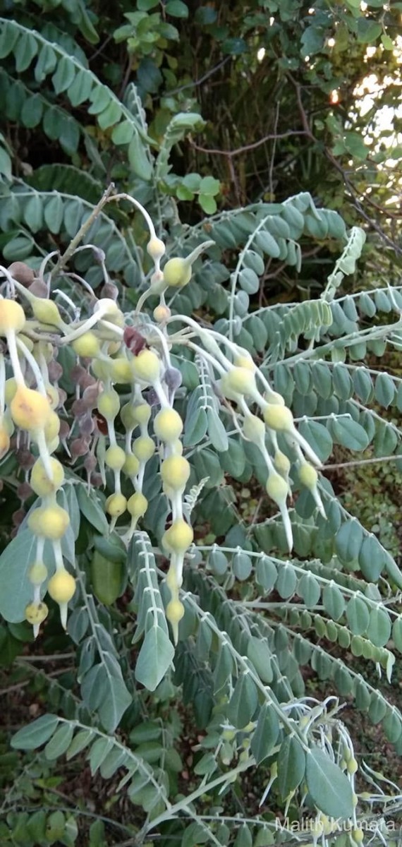 Sophora tomentosa L.