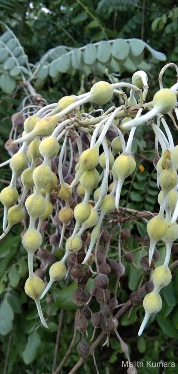 Sophora tomentosa L.