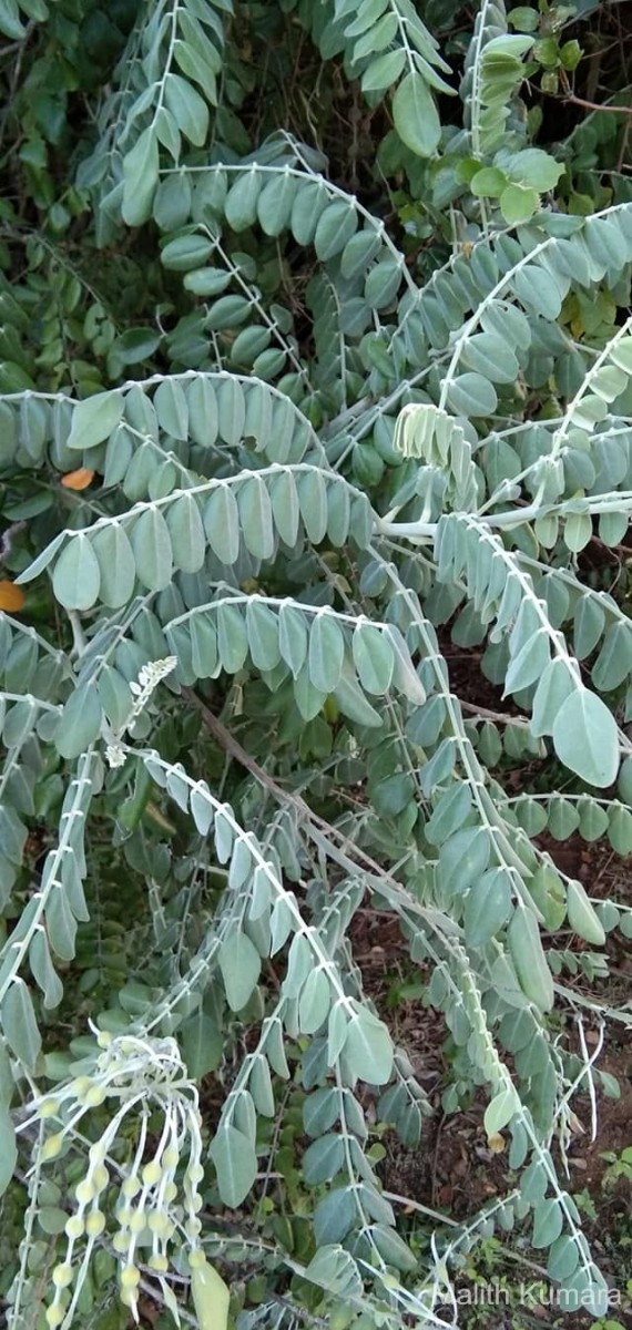 Sophora tomentosa L.