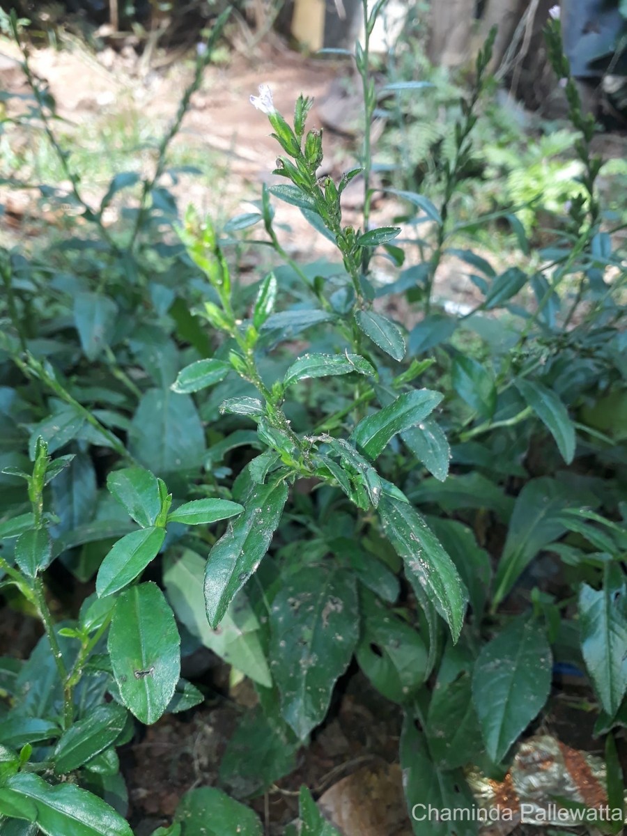 Pseudelephantopus spicatus (Juss. ex Aubl.) C.F.Baker