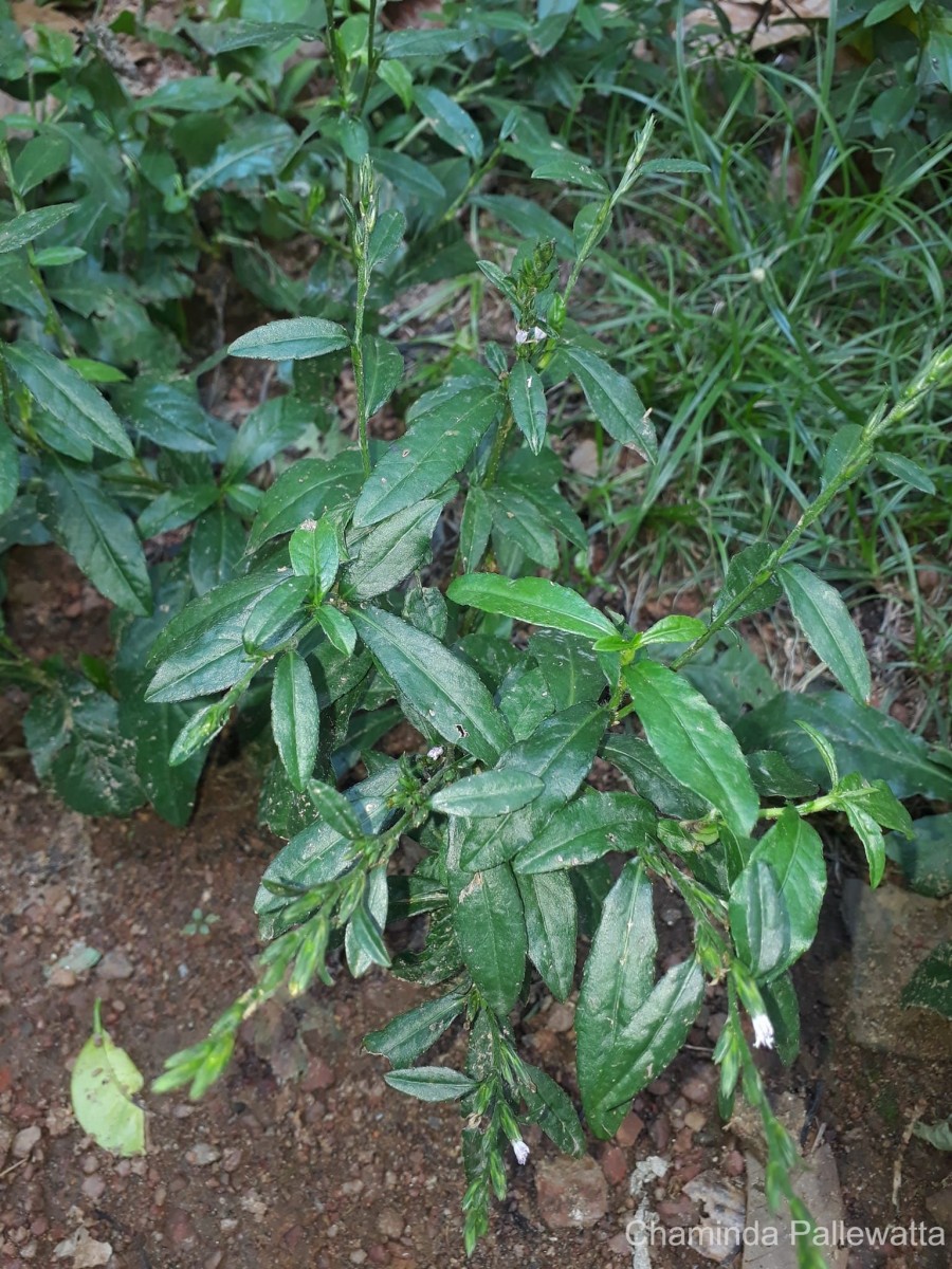 Pseudelephantopus spicatus (Juss. ex Aubl.) C.F.Baker