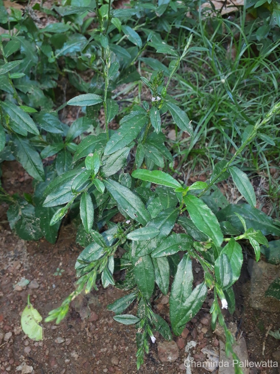 Pseudelephantopus spicatus (Juss. ex Aubl.) C.F.Baker