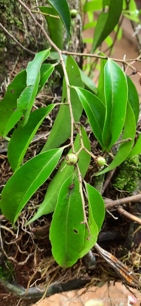 Scolopia acuminata Clos