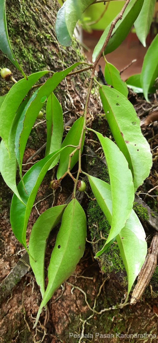 Scolopia acuminata Clos