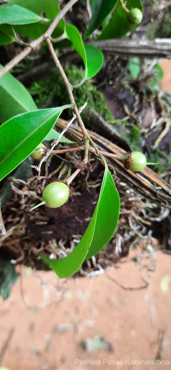 Scolopia acuminata Clos