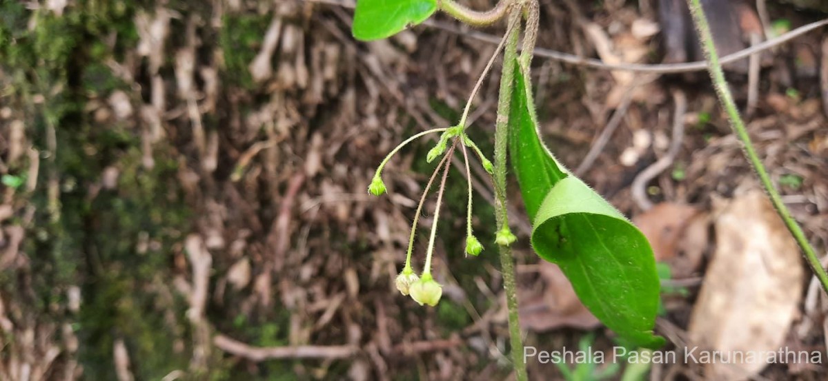 Vincetoxicum indicum (Burm.f.) Mabb.