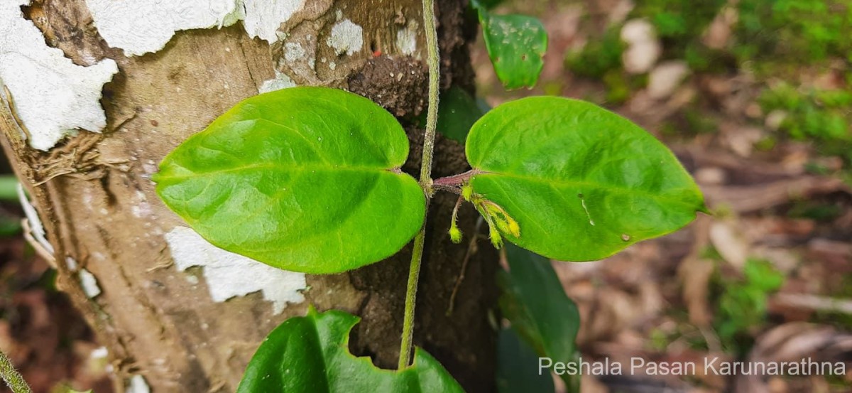 Vincetoxicum indicum (Burm.f.) Mabb.