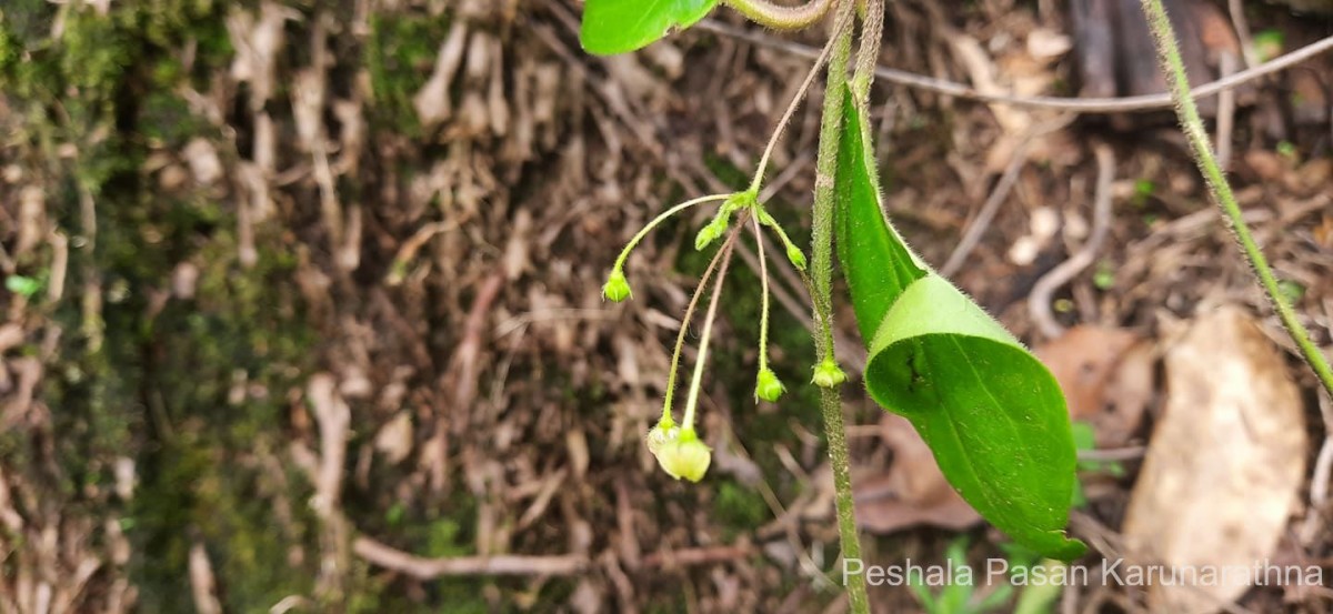 Vincetoxicum indicum (Burm.f.) Mabb.