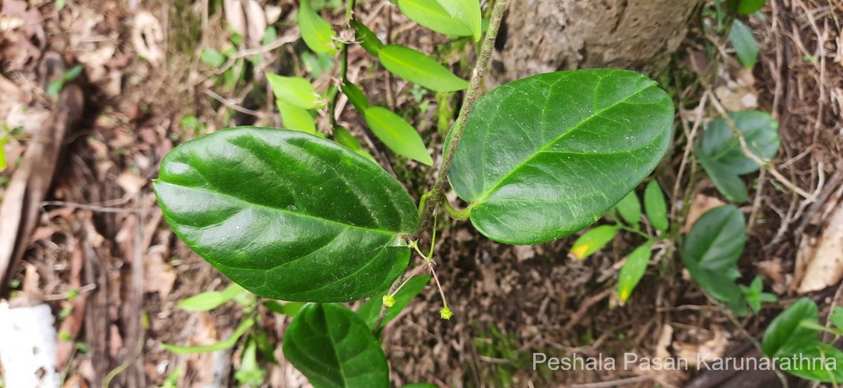 Vincetoxicum indicum (Burm.f.) Mabb.