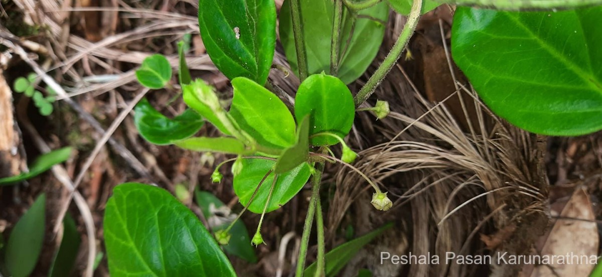 Vincetoxicum indicum (Burm.f.) Mabb.