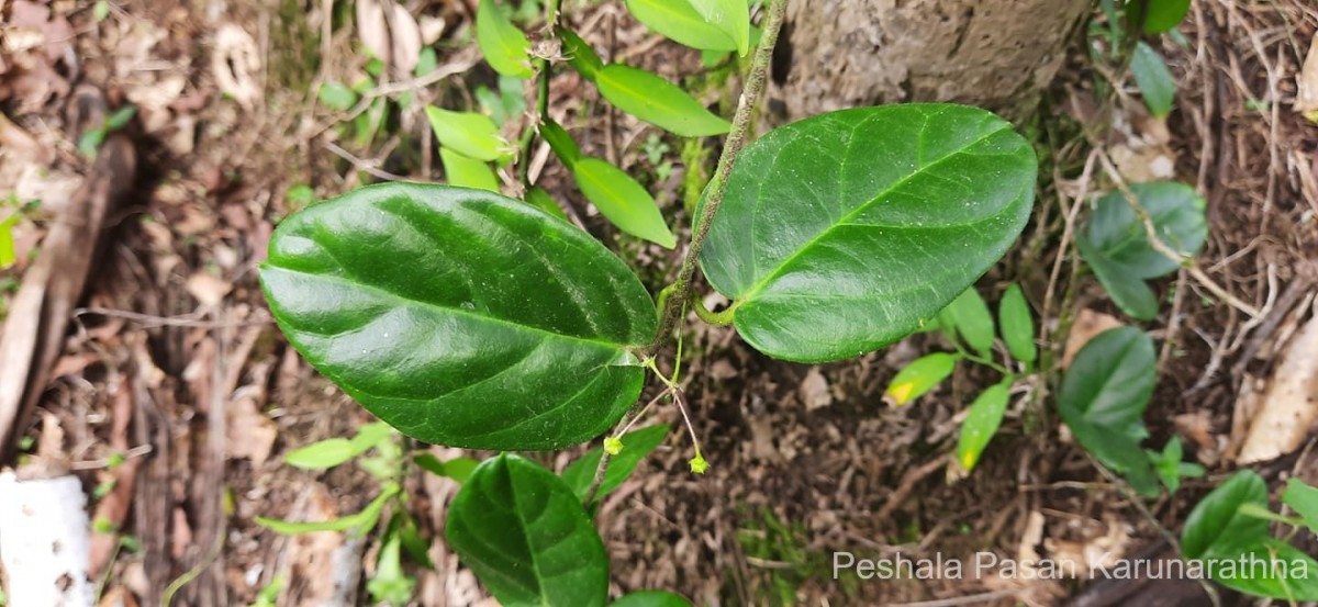 Vincetoxicum indicum (Burm.f.) Mabb.