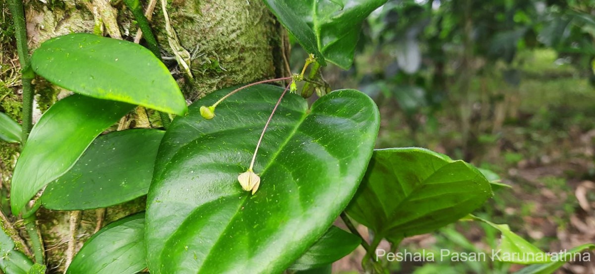 Vincetoxicum indicum (Burm.f.) Mabb.