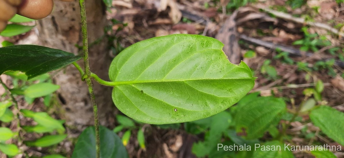 Vincetoxicum indicum (Burm.f.) Mabb.