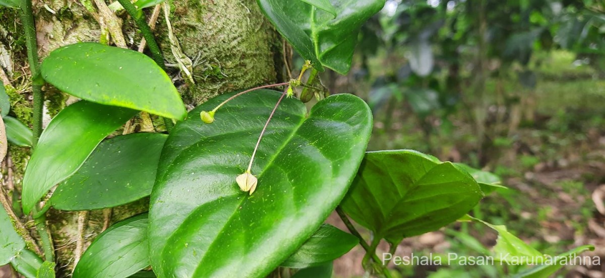 Vincetoxicum indicum (Burm.f.) Mabb.