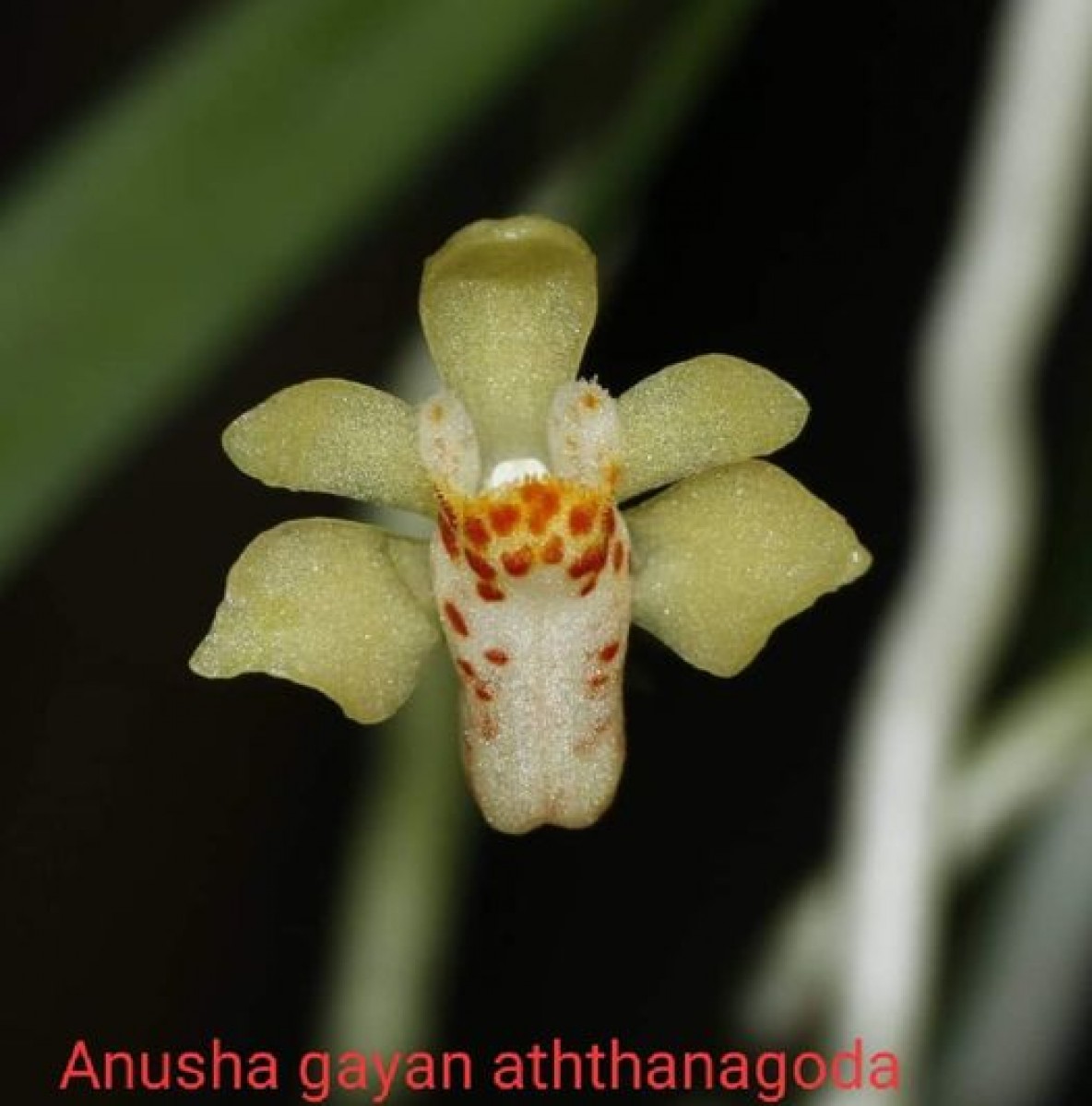 Thrixspermum pugionifolium (Hook.f.) Schltr.