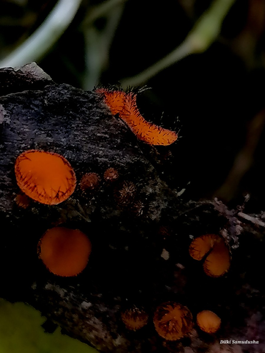 Scutellinia scutellata (L.) Lamb.