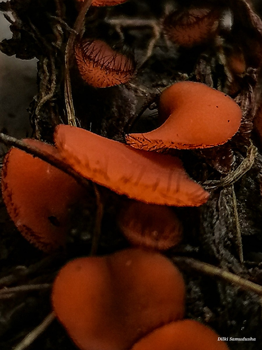 Scutellinia scutellata (L.) Lamb.