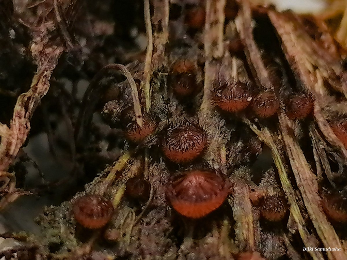 Scutellinia scutellata (L.) Lamb.