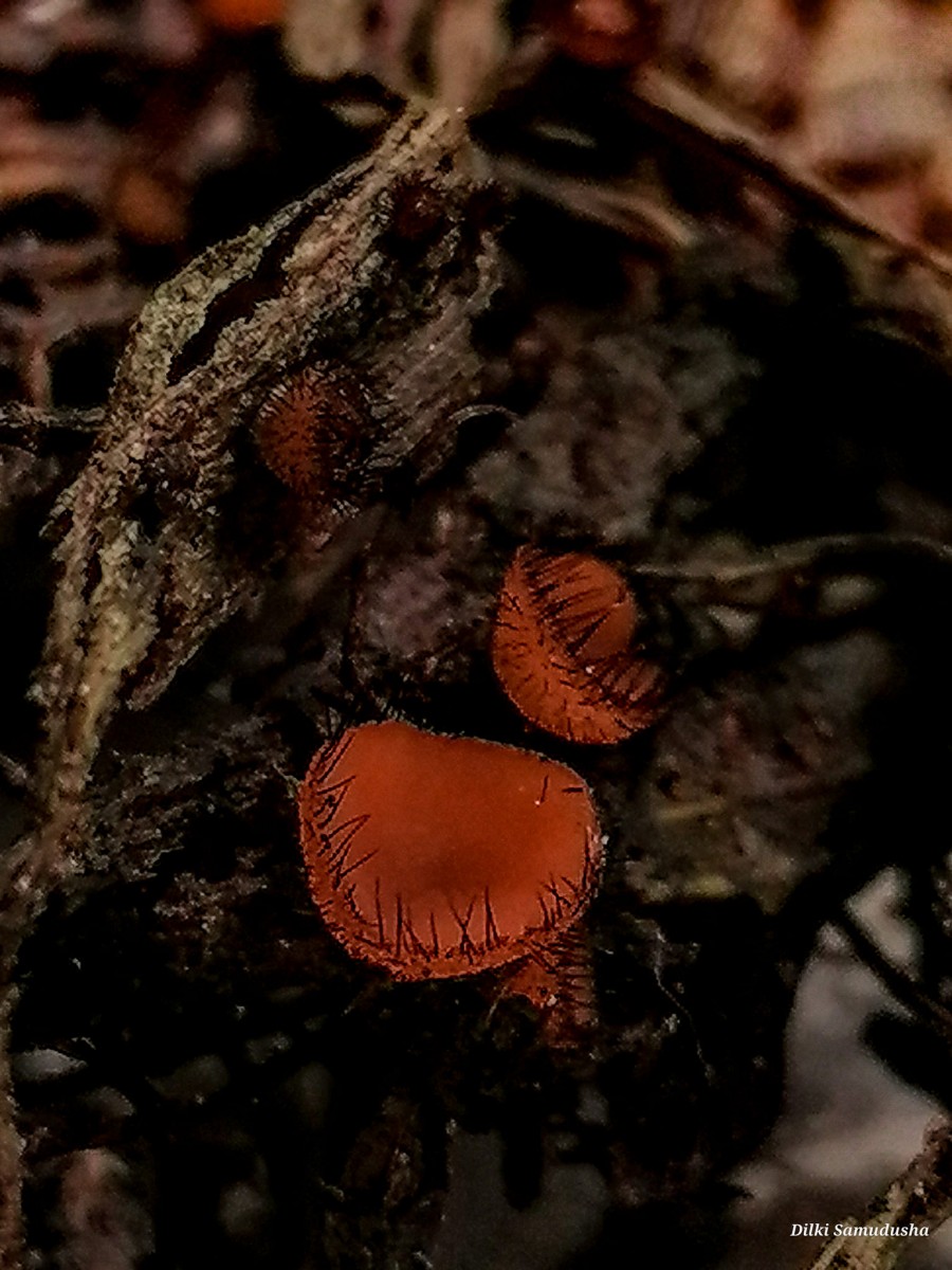 Scutellinia scutellata (L.) Lamb.