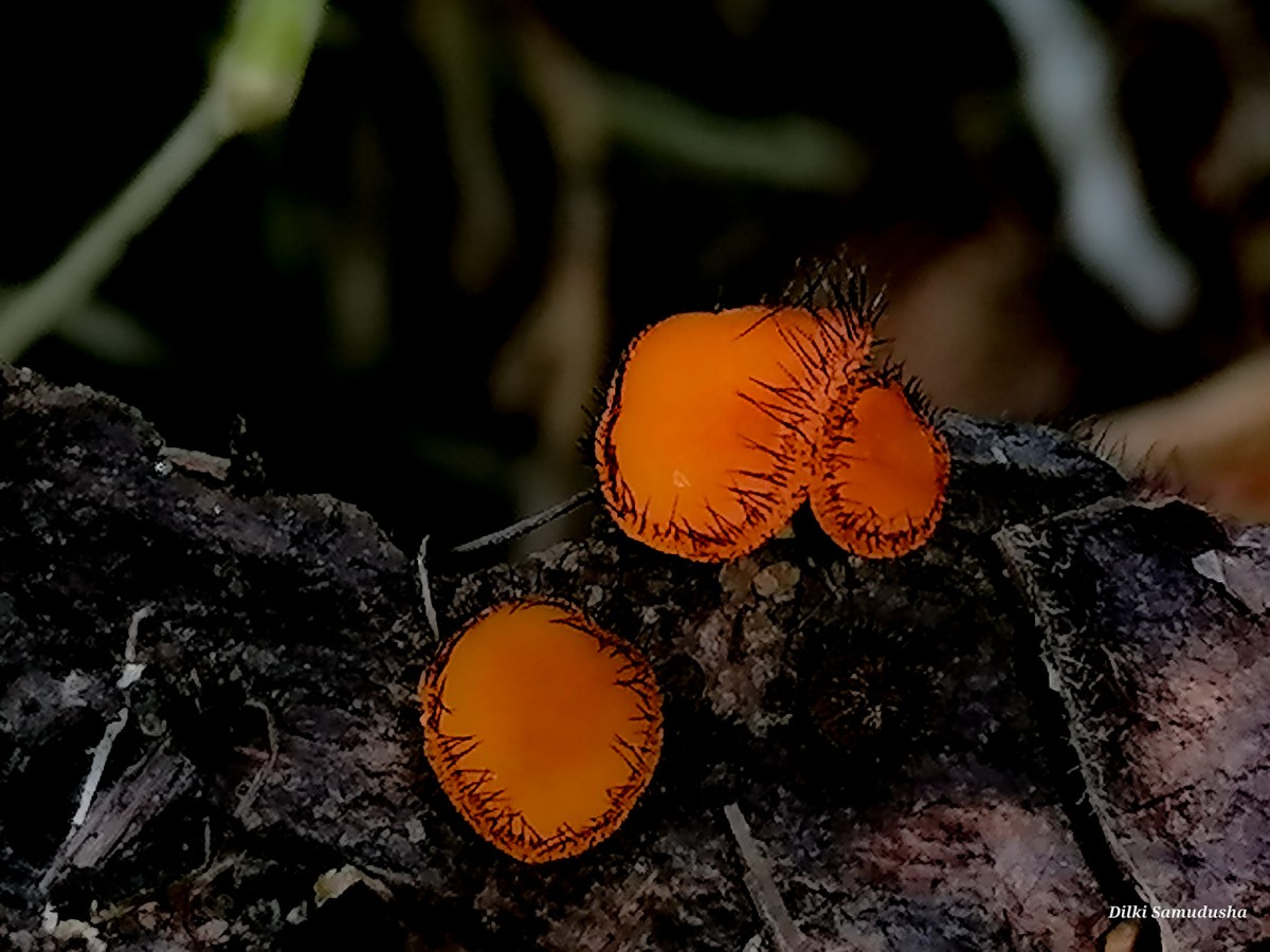 Scutellinia scutellata (L.) Lamb.