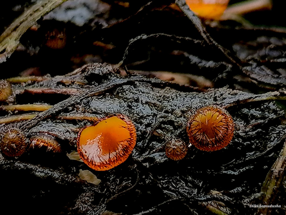 Scutellinia scutellata (L.) Lamb.