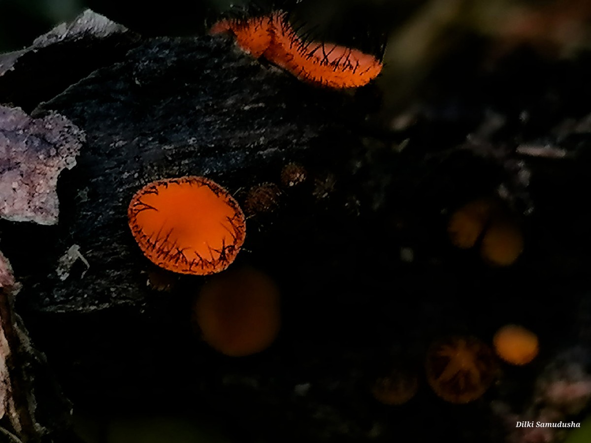 Scutellinia scutellata (L.) Lamb.