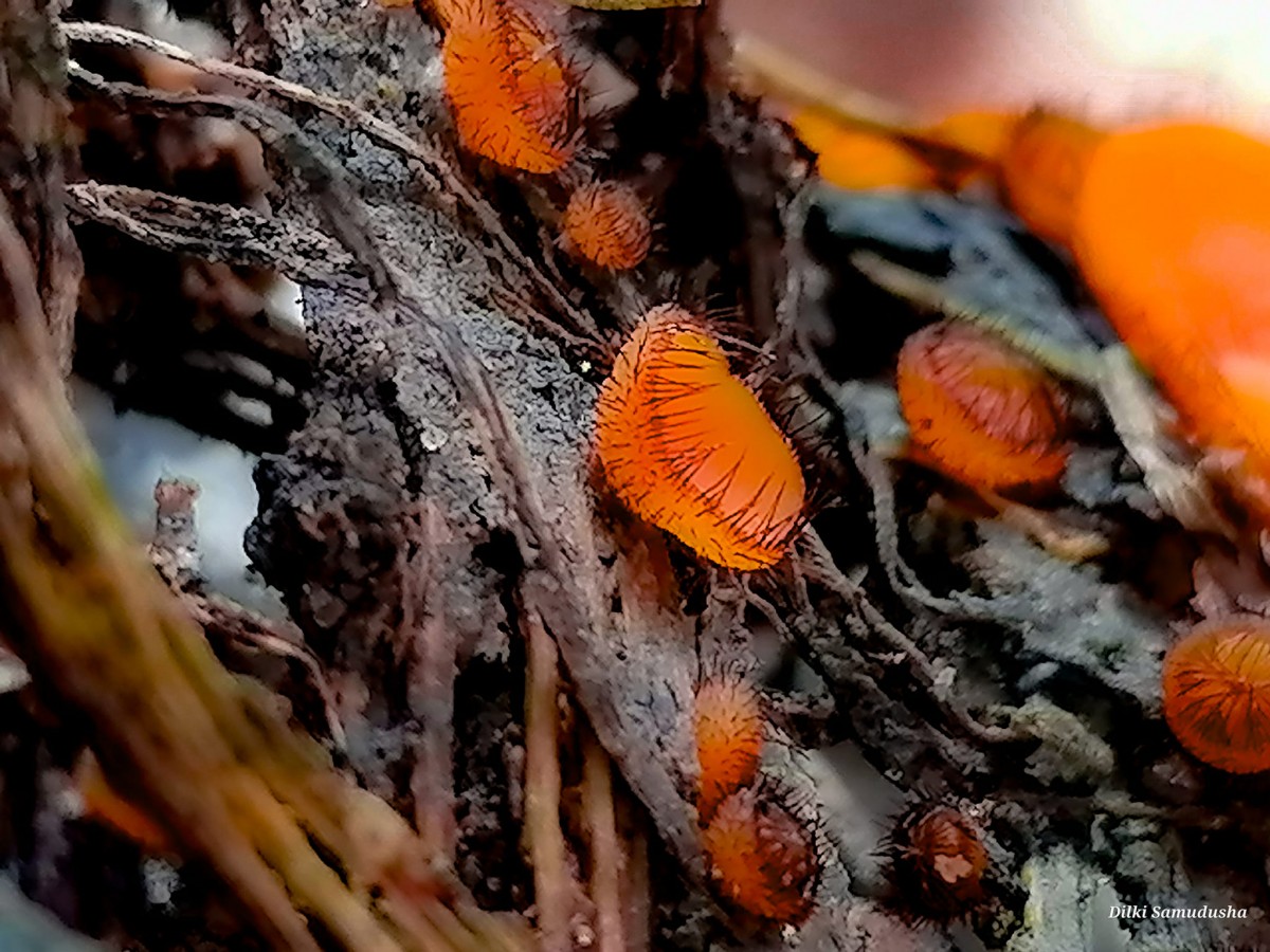 Scutellinia scutellata (L.) Lamb.