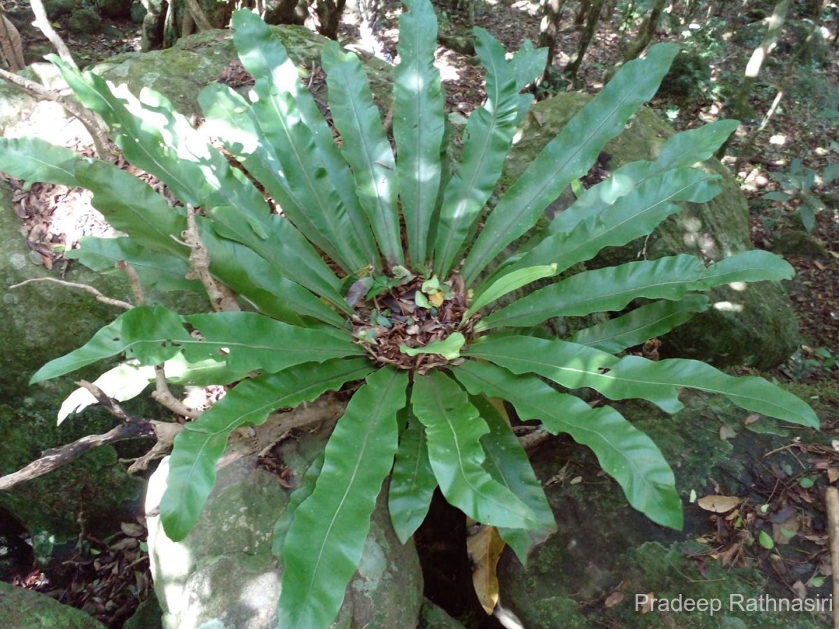 Asplenium nidoides  Fraser-Jenk. & Kandel