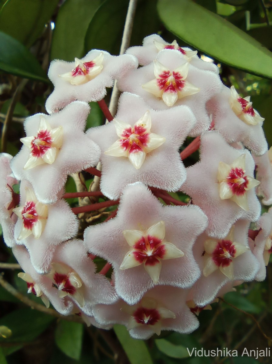 Hoya carnosa (L.f.) R.Br.