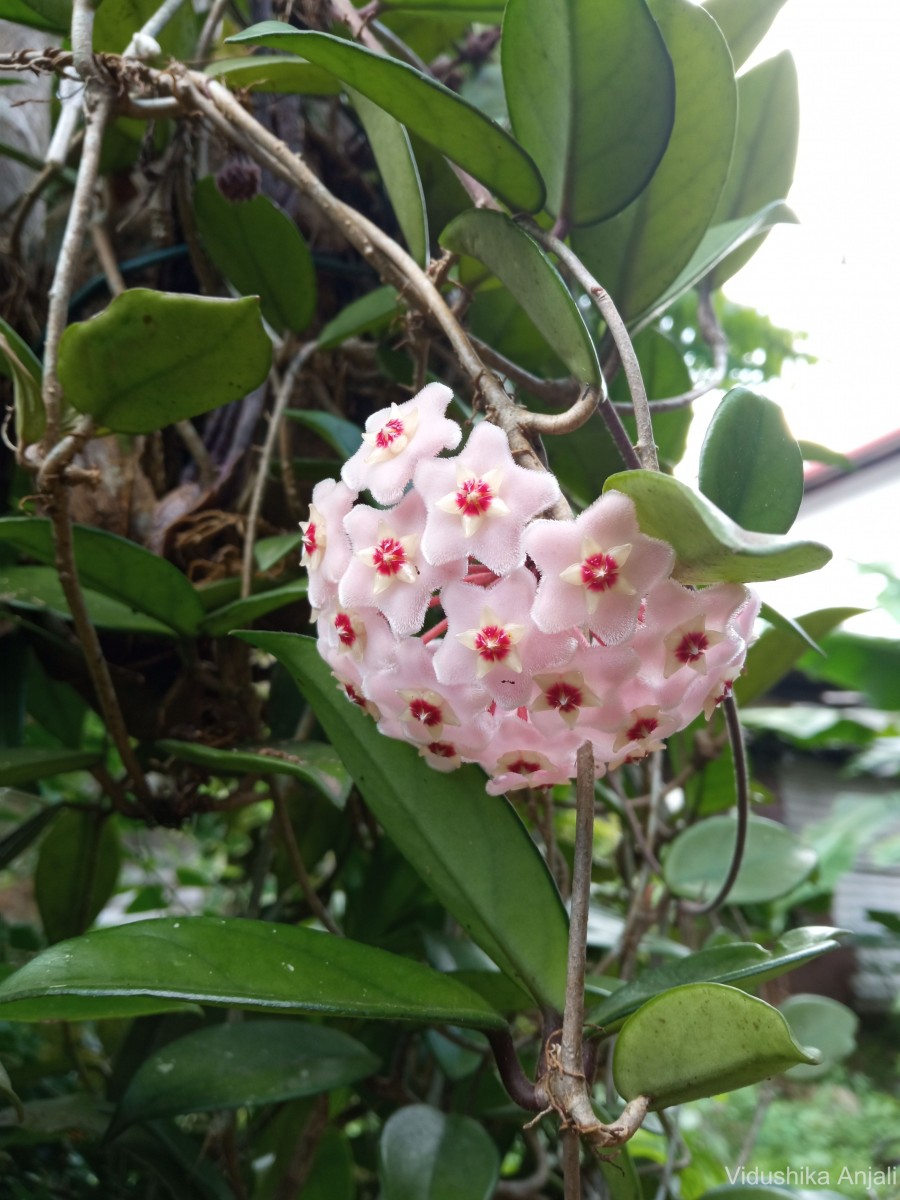 Hoya carnosa (L.f.) R.Br.