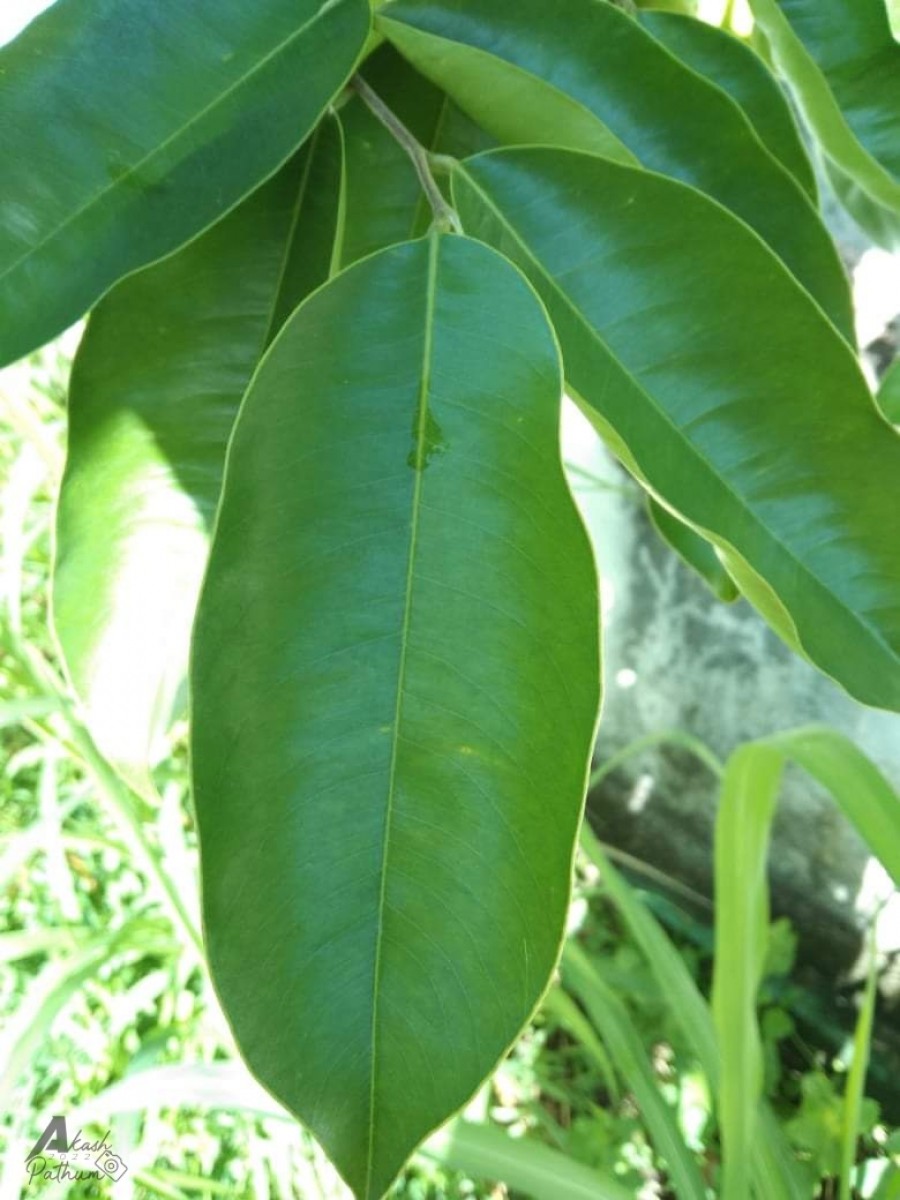 Aquilaria crassna Pierre ex Lecomte