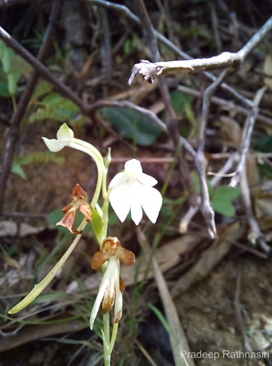 Habenaria plantaginea Lindl.