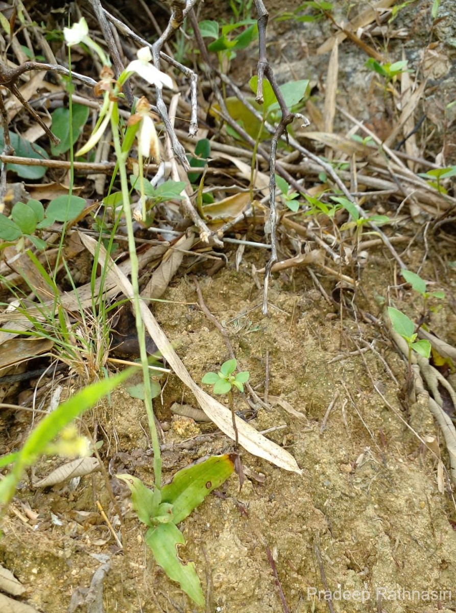 Habenaria plantaginea Lindl.