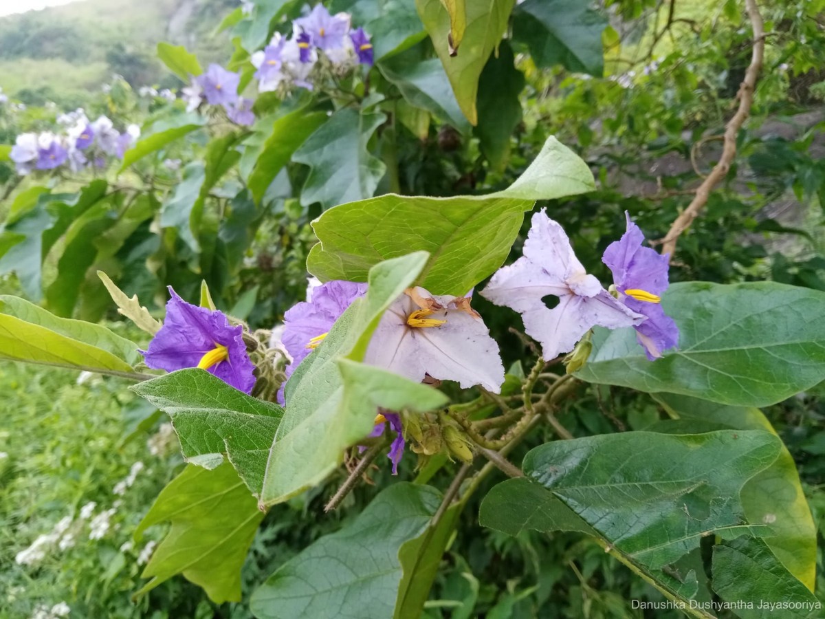 Solanum asperolanatum Ruiz & Pav.