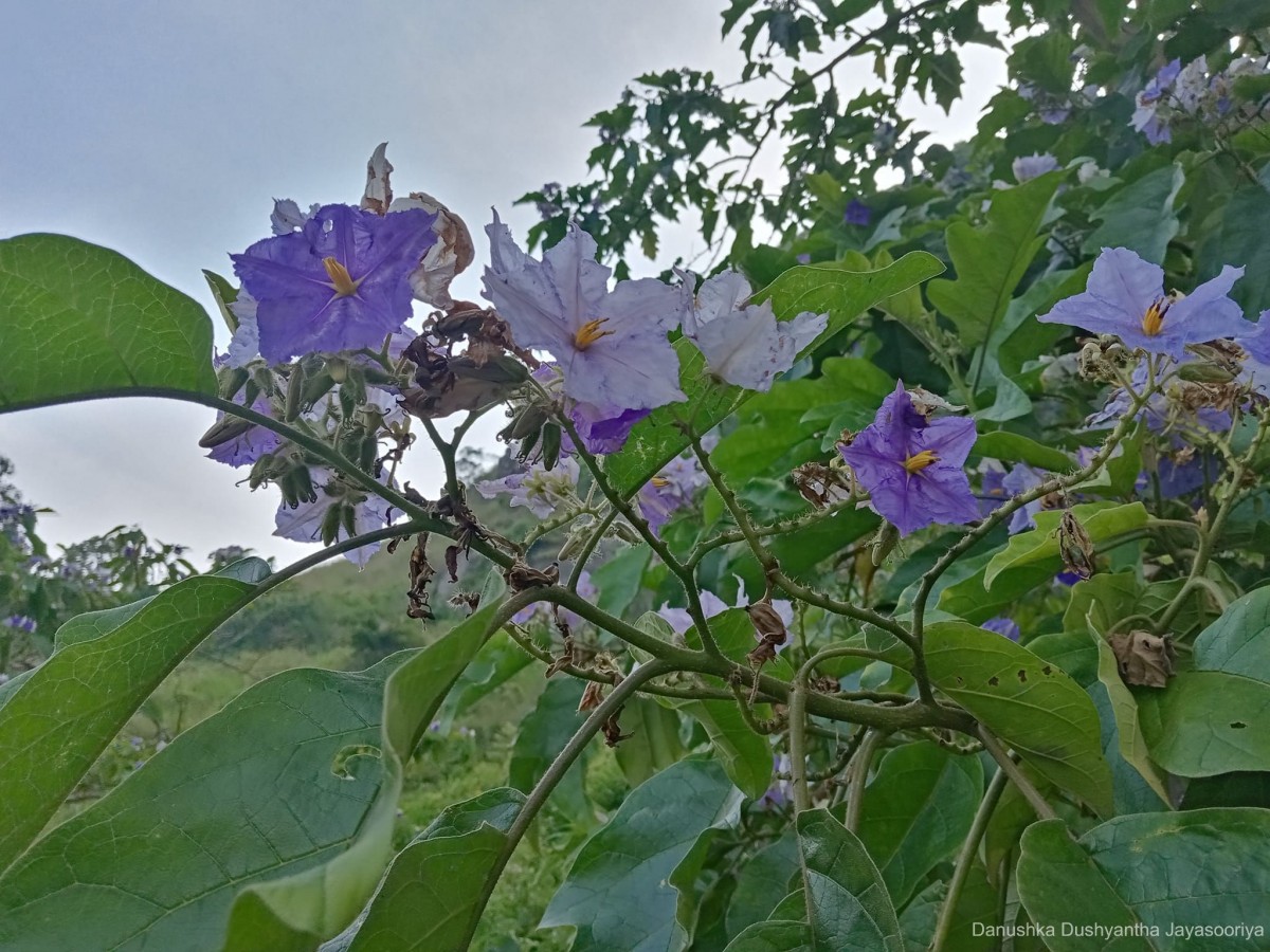 Solanum asperolanatum Ruiz & Pav.