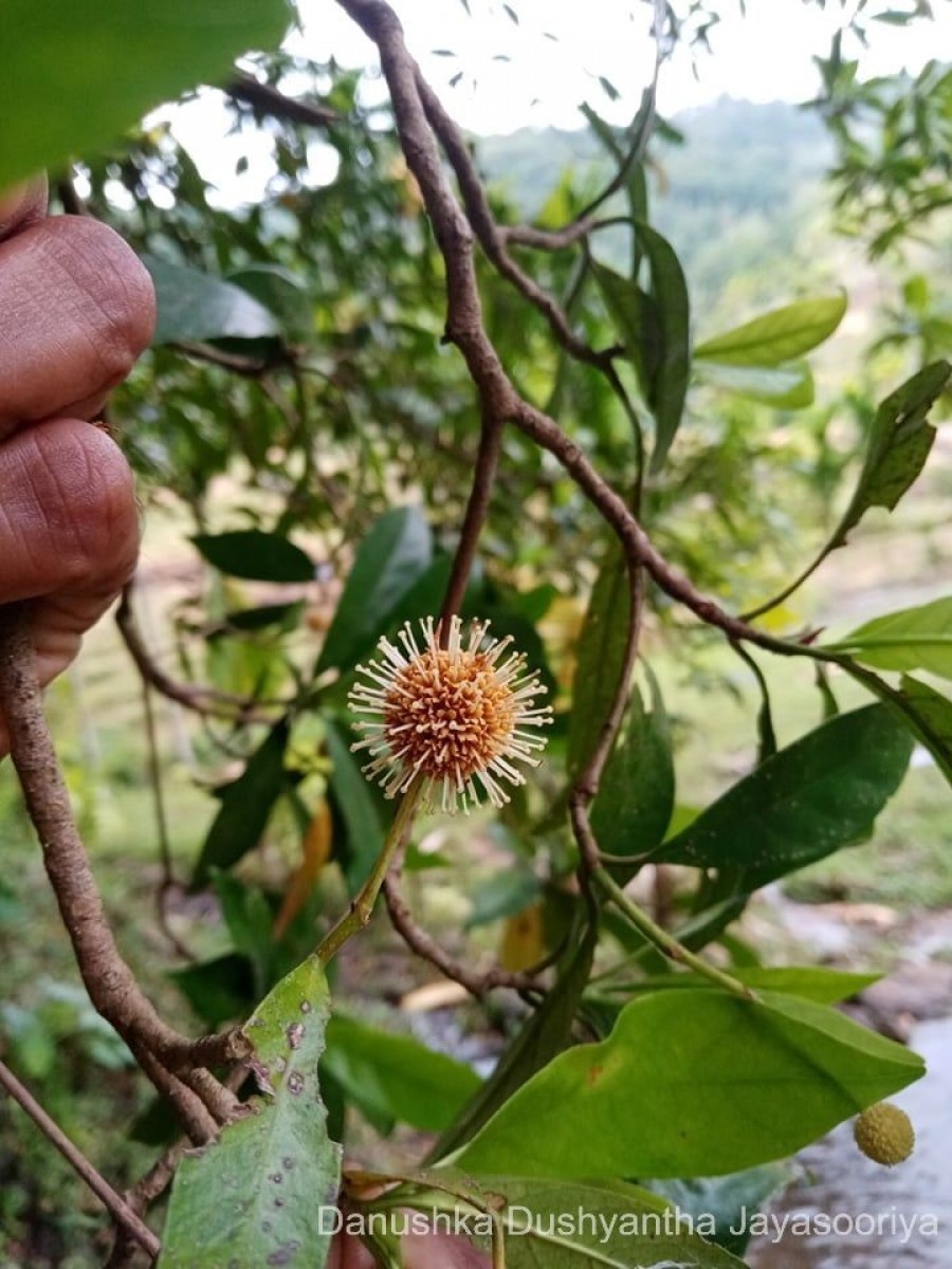 Diyaminauclea zeylanica (Hook.f.) Ridsdale