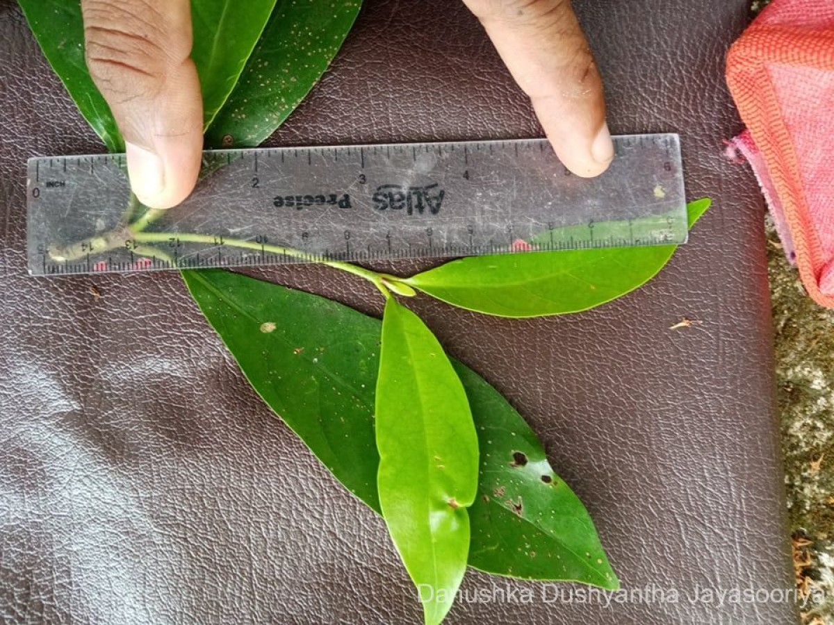 Diyaminauclea zeylanica (Hook.f.) Ridsdale