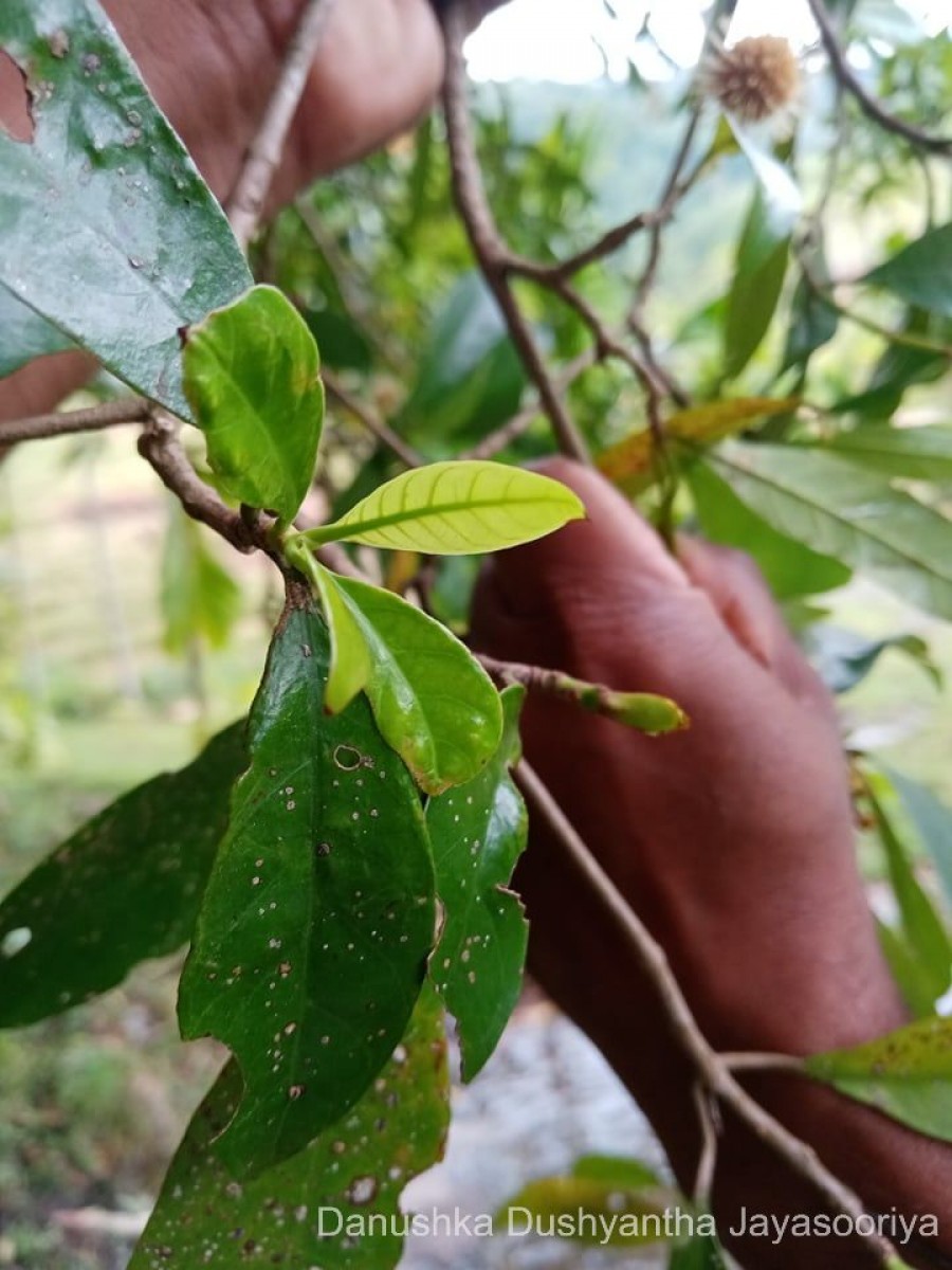 Diyaminauclea zeylanica (Hook.f.) Ridsdale