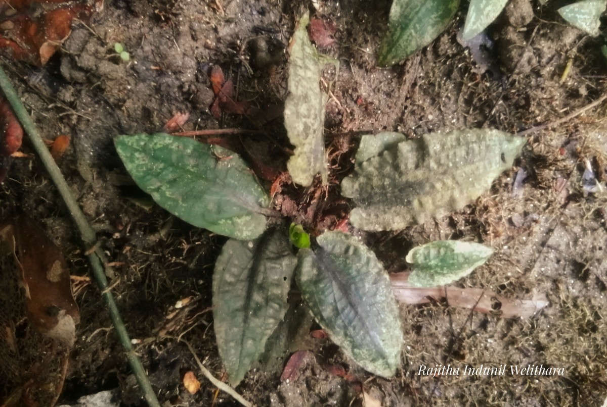 Cryptocoryne wendtii de Wit