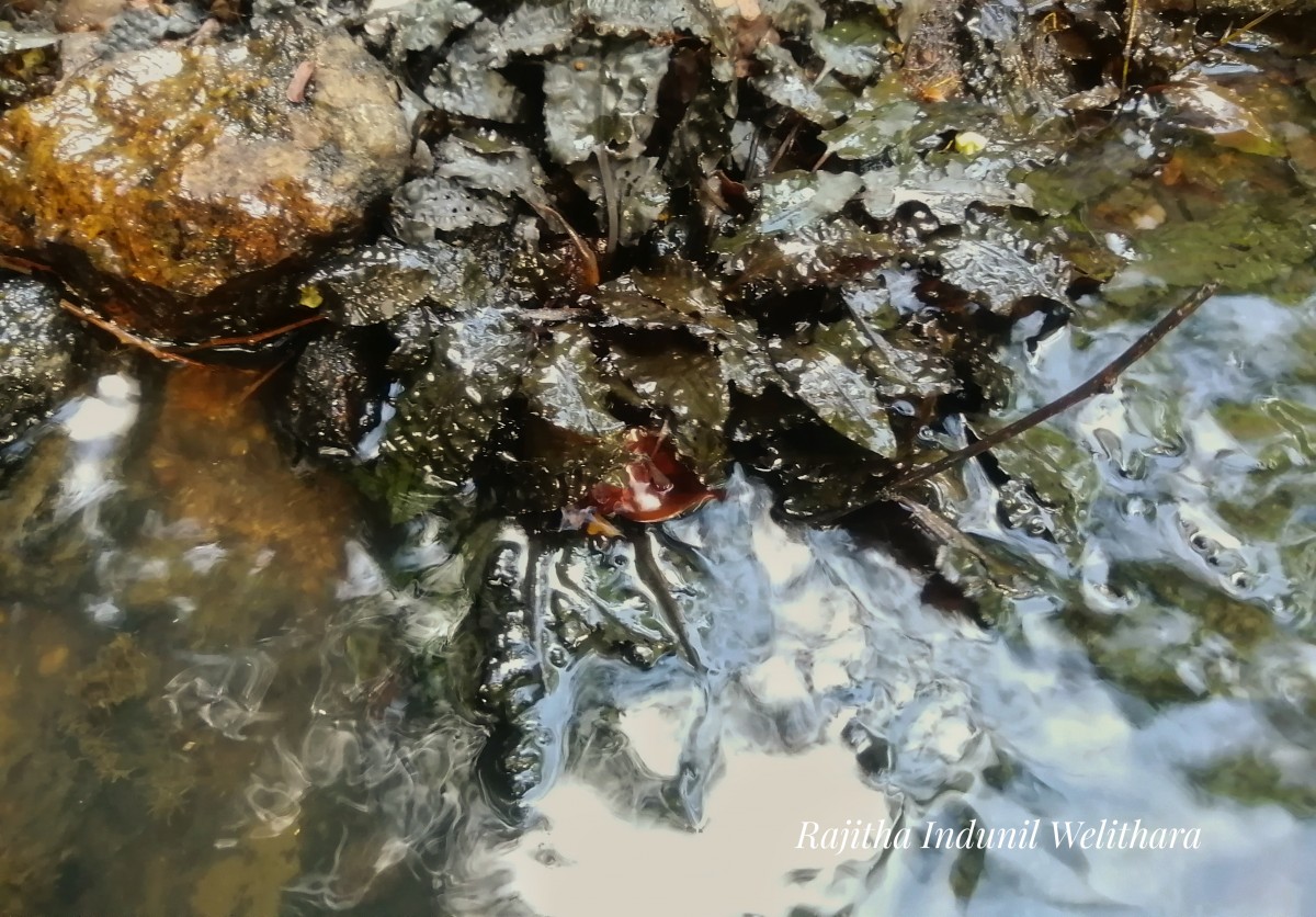 Cryptocoryne wendtii de Wit