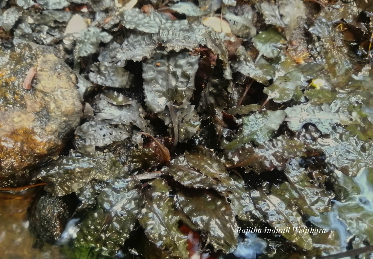 Cryptocoryne wendtii de Wit