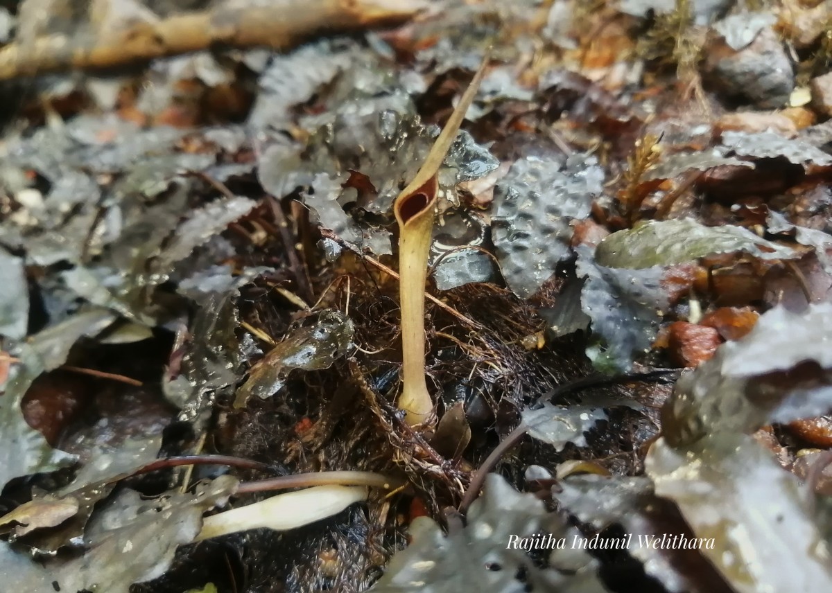 Cryptocoryne wendtii de Wit