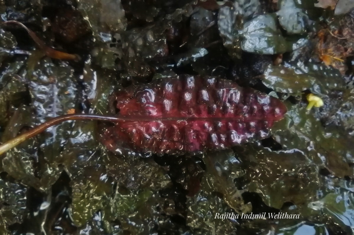 Cryptocoryne wendtii de Wit